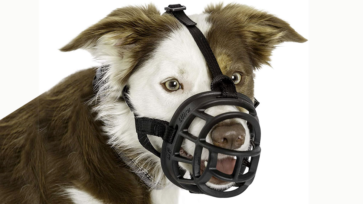 Choosing the Right Dog Muzzle: Basket vs. Fabric & Safety