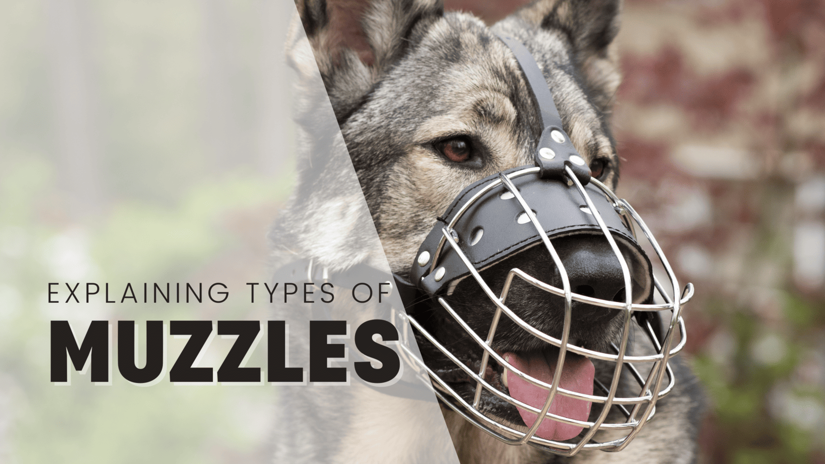 Dog Muzzles Explained: Types, Comfort, & When It's Obligatory